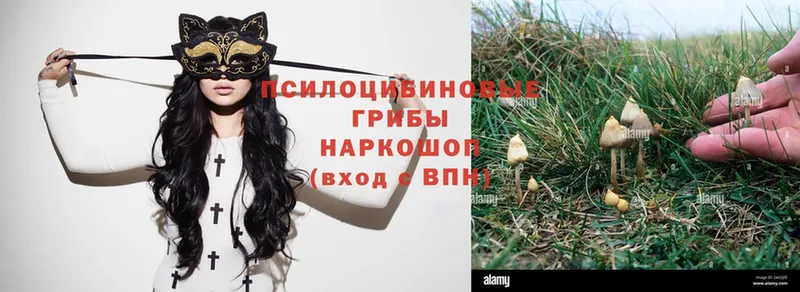 Псилоцибиновые грибы Psilocybe  купить наркотик  Никольское 